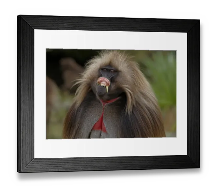 Framed Print : Gelada (Theropithecus gelada) adult male, in lip-flip display, Simien Mountains, Ethiopia Framed Print : Gelada (Theropithecus gelada) adult male, in lip-flip display, Simien Mountains, Ethiopia