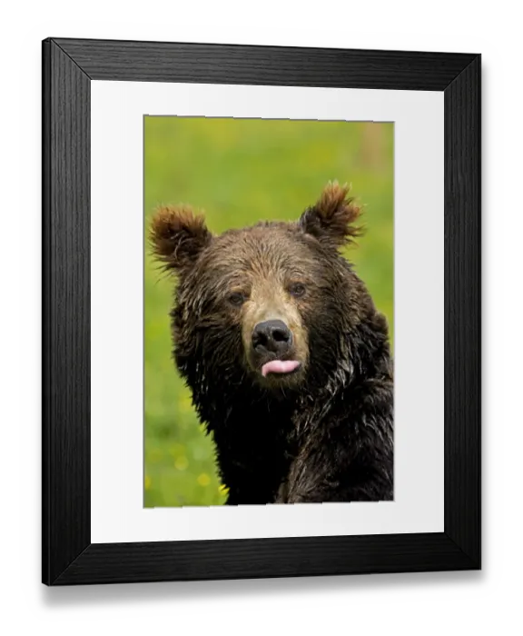 Framed Print : European Brown Bear (Ursus arctos arctos) adult, sticking tongue out, close-up of head, captive Framed Print : European Brown Bear (Ursus arctos arctos) adult, sticking tongue out, close-up of head, captive