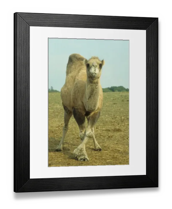 Framed Print : Dromedary Camel (Camelus dromedarius) close-up, standing, front legs crossed Framed Print : Dromedary Camel (Camelus dromedarius) close-up, standing, front legs crossed