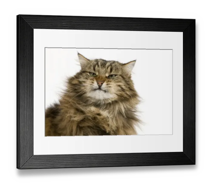 Framed Print : Domestic Cat, Angora, adult male, snarling, close-up of head Framed Print : Domestic Cat, Angora, adult male, snarling, close-up of head