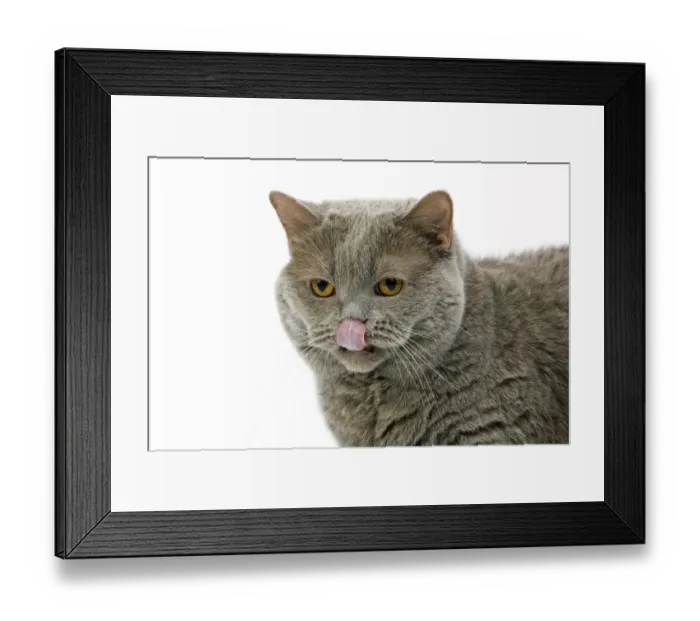 Framed Print : Domestic Cat, Lilac Self British Shorthair, adult female, licking nose, close-up of head Framed Print : Domestic Cat, Lilac Self British Shorthair, adult female, licking nose, close-up of head