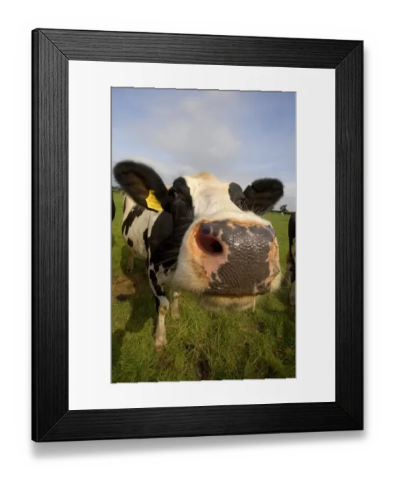 Framed Print : Domestic Cattle, Holstein Friesian cow, close-up of head, England Framed Print : Domestic Cattle, Holstein Friesian cow, close-up of head, England