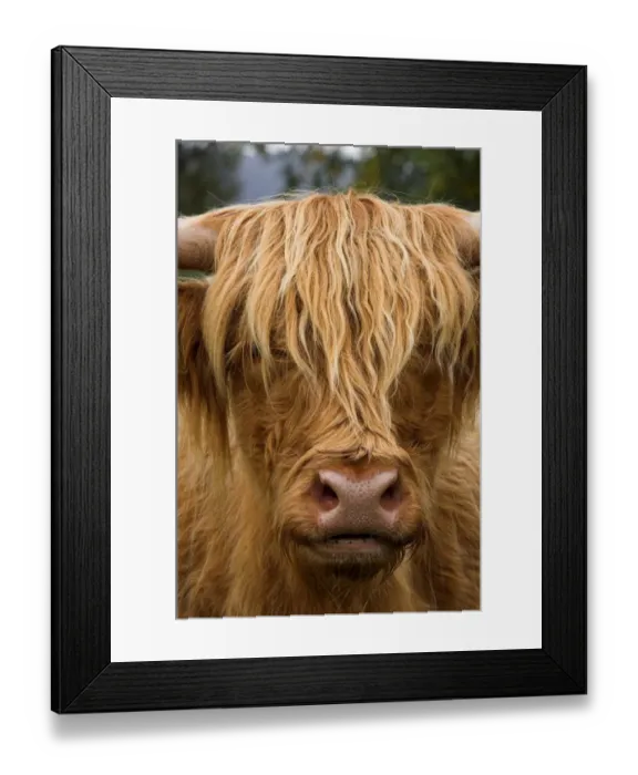 Framed Print : Highland Cattle, cow, close-up of head, Highlands, Perthshire, Scotland Framed Print : Highland Cattle, cow, close-up of head, Highlands, Perthshire, Scotland