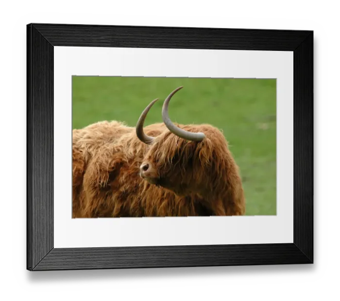 Framed Print : Highland Cattle, cow, close-up of head, kept as pet, Chiltern Hills, Buckinghamshire, England Framed Print : Highland Cattle, cow, close-up of head, kept as pet, Chiltern Hills, Buckinghamshire, England