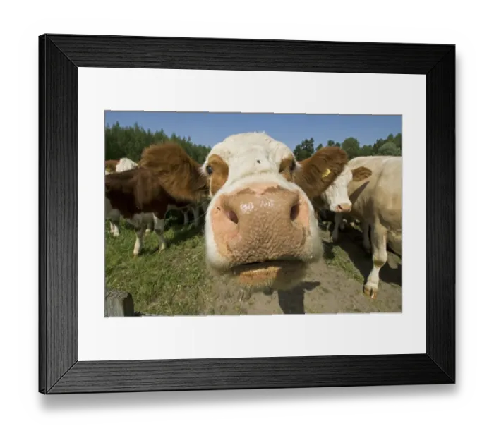 Framed Print : Domestic Cattle, Simmental cows, close-up of head, Sweden Framed Print : Domestic Cattle, Simmental cows, close-up of head, Sweden