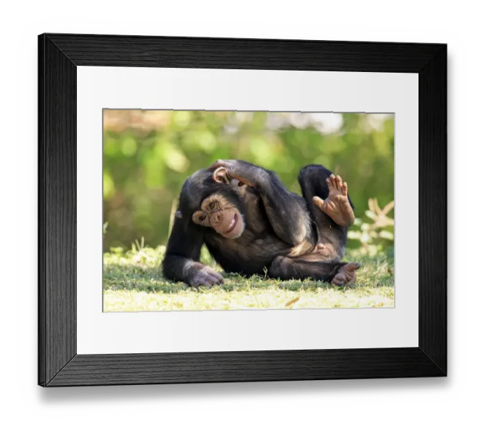 Framed Print : Chimpanzee (Pan troglodytes) young scratching Framed Print : Chimpanzee (Pan troglodytes) young scratching