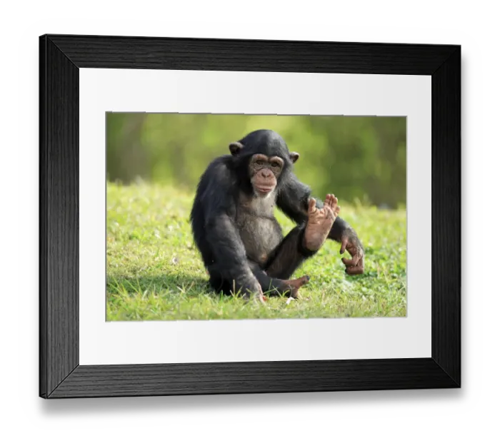 Framed Print : Chimpanzee (Pan troglodytes) young sitting, foot raised Framed Print : Chimpanzee (Pan troglodytes) young sitting, foot raised
