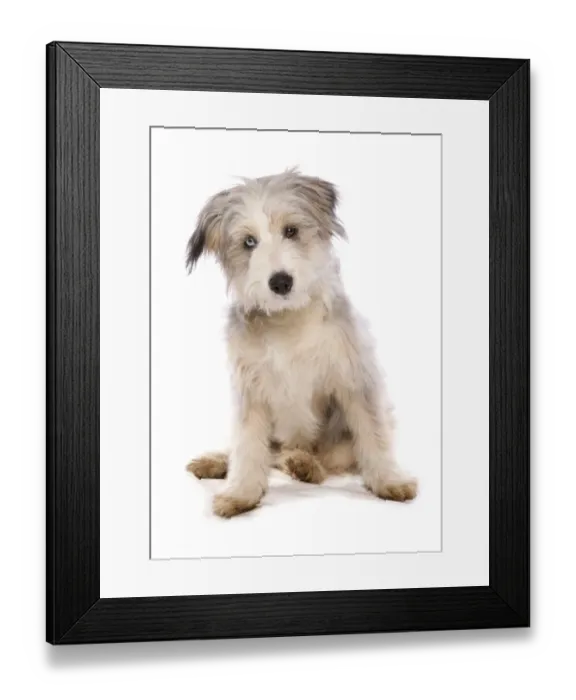 Framed Print : Domestic Dog, collie, female puppy, eye with Wall Eye heterochromia, sitting Framed Print : Domestic Dog, collie, female puppy, eye with Wall Eye heterochromia, sitting