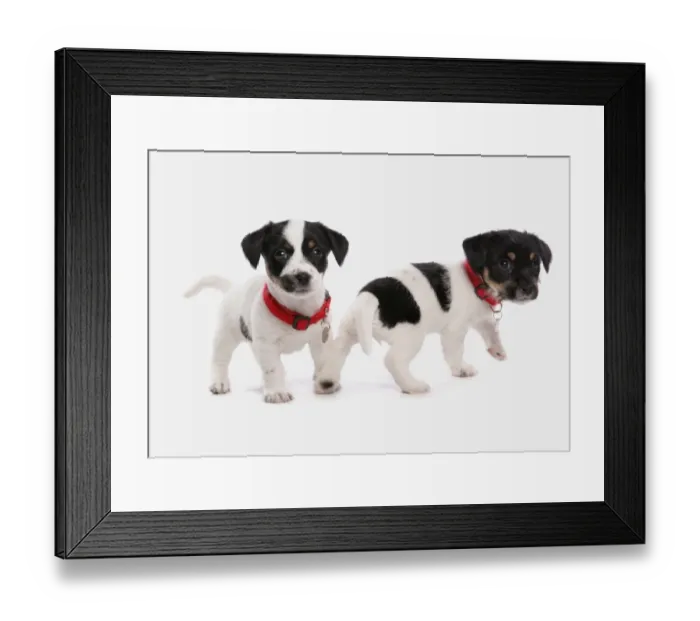 Framed Print : Domestic Dog, Jack Russell Terrier, two puppies, with collars and tags, standing Framed Print : Domestic Dog, Jack Russell Terrier, two puppies, with collars and tags, standing