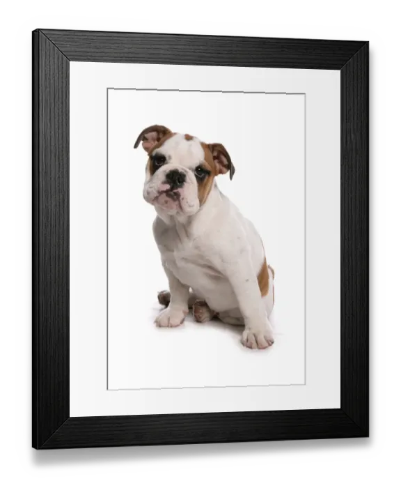 Framed Print : Domestic Dog, Bulldog, puppy, sitting Framed Print : Domestic Dog, Bulldog, puppy, sitting