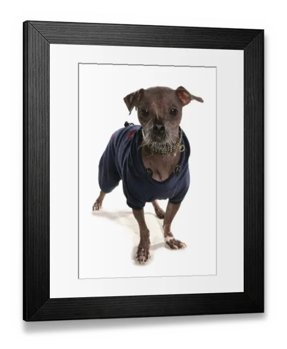 Framed Print : Domestic Dog, Chinese Crested, true hairless without furnishings, adult, standing, wearing coat Framed Print : Domestic Dog, Chinese Crested, true hairless without furnishings, adult, standing, wearing coat