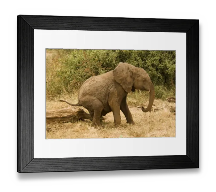 Framed Print : African Elephant (Loxodonta africana) young scratching on log, Lake Manyara N. P. Tanzania Framed Print : African Elephant (Loxodonta africana) young scratching on log, Lake Manyara N. P. Tanzania