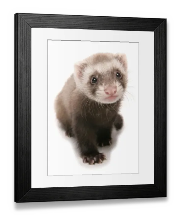 Framed Print : Domestic Polecat Ferret (Mustela putorius x putorius furo) young, sitting Framed Print : Domestic Polecat Ferret (Mustela putorius x putorius furo) young, sitting