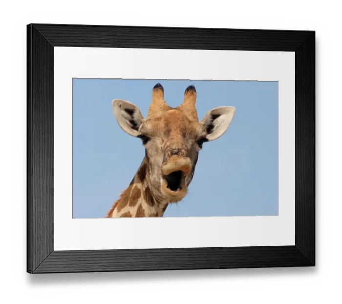 Framed Print : Giraffe (Giraffa camelopardalis) adult female, close-up of head, mouth open, Etosha N. P. Namibia