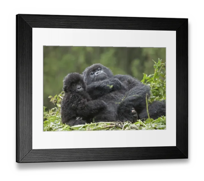 Framed Print : Mountain Gorilla (Gorilla beringei beringei) adult female with young, resting on nest, Volcanoes N. P. Virunga Mountains, Rwanda Framed Print : Mountain Gorilla (Gorilla beringei beringei) adult female with young, resting on nest, Volcanoes N. P. Virunga Mountains, Rwanda