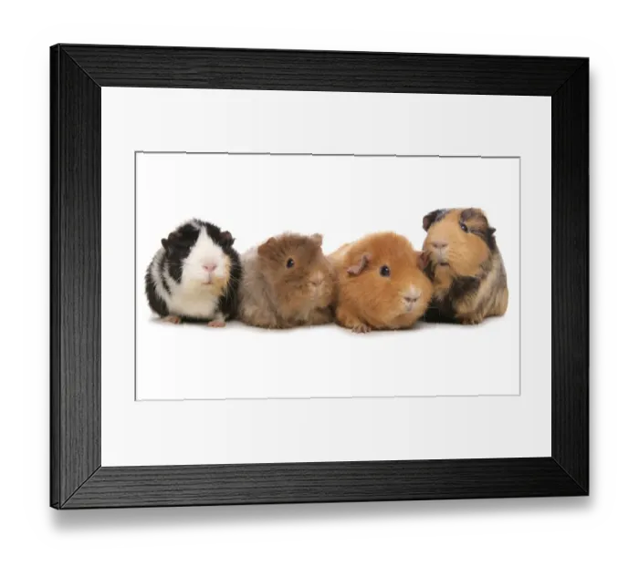 Framed Print : Domestic Guinea Pig (Cavia porcellus) four adults, standing Framed Print : Domestic Guinea Pig (Cavia porcellus) four adults, standing