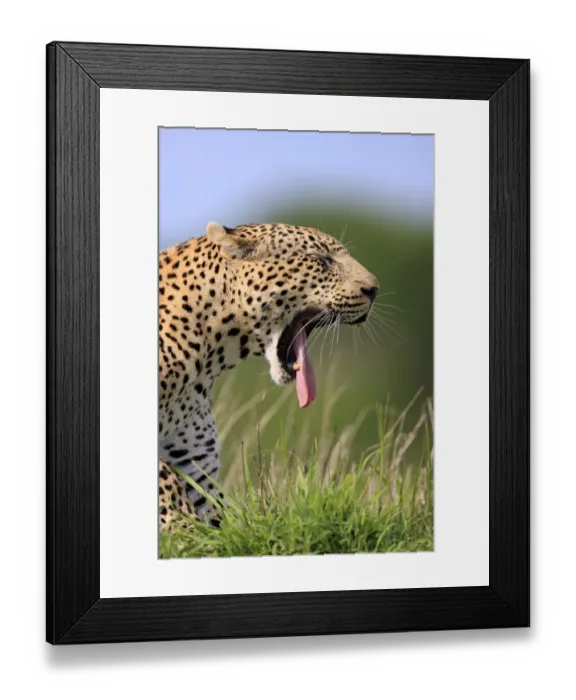 Framed Print : African Leopard (Panthera pardus pardus) adult, yawning, close-up of head, Sabi Sabi Game Reserve, Kruger N. P. South Africa Framed Print : African Leopard (Panthera pardus pardus) adult, yawning, close-up of head, Sabi Sabi Game Reserve, Kruger N. P. South Africa