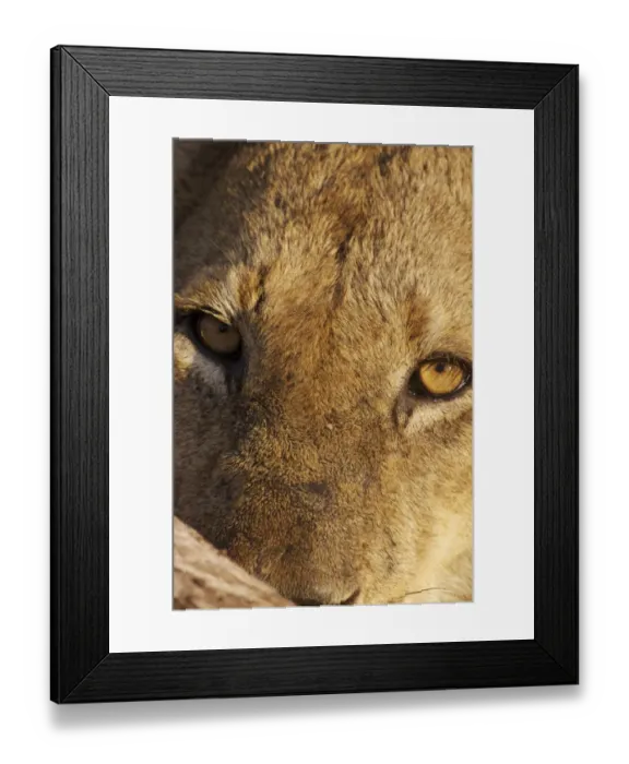 Framed Print : Lion (Panthera leo) feeding, close-up of head, Kruger N. P. South Africa Framed Print : Lion (Panthera leo) feeding, close-up of head, Kruger N. P. South Africa