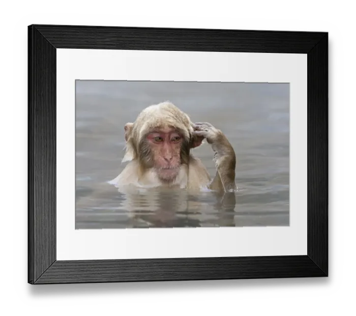 Framed Print : Japanese Macaque (Macaca fuscata) young, scratching ear, sitting in hotspring, near Nagano, Honshu, Japan, winter Framed Print : Japanese Macaque (Macaca fuscata) young, scratching ear, sitting in hotspring, near Nagano, Honshu, Japan, winter
