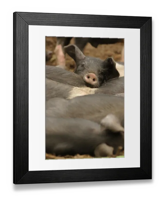 Framed Print : Domestic Pig, British Saddleback piglets, resting together, on organic farm, West Yorkshire, England, july Framed Print : Domestic Pig, British Saddleback piglets, resting together, on organic farm, West Yorkshire, England, july