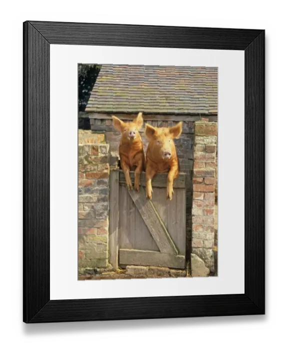Framed Print : Domestic Pig, Tamworth, two boars, looking over sty door, England Framed Print : Domestic Pig, Tamworth, two boars, looking over sty door, England