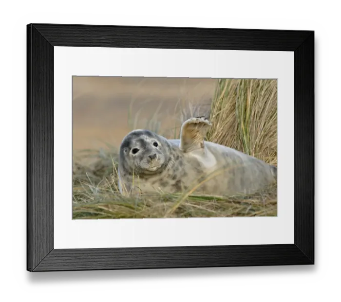 Framed Print : Grey Seal (Halichoerus grypus) pup moulting out of white coat, in sand dunes, Donna Nook, Lincolnshire, England Framed Print : Grey Seal (Halichoerus grypus) pup moulting out of white coat, in sand dunes, Donna Nook, Lincolnshire, England