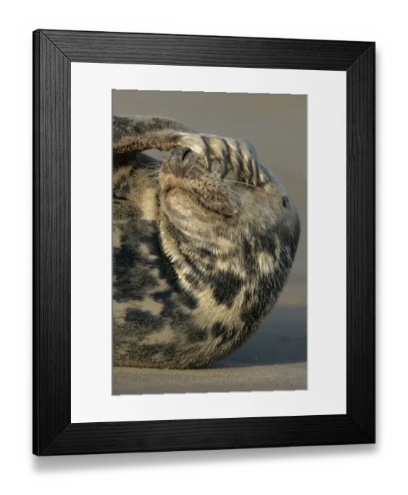 Framed Print : Grey Seal (Halichoerus grypus) adult, resting on beach, close-up of flipper covering eyes, Lincolnshire, England Framed Print : Grey Seal (Halichoerus grypus) adult, resting on beach, close-up of flipper covering eyes, Lincolnshire, England