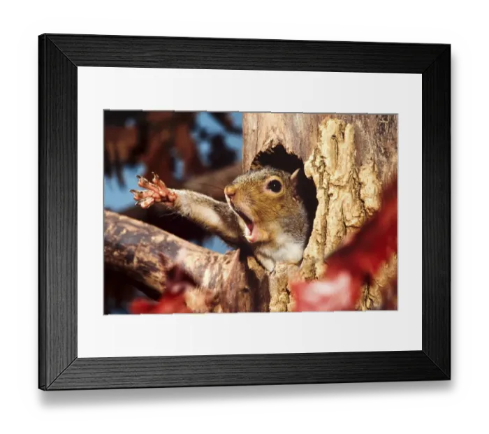 Framed Print : Eastern Grey Squirrel (Sciurus carolinensis) adult, yawning and stretching leg, emerging from hole in tree trunk, U. S. A Framed Print : Eastern Grey Squirrel (Sciurus carolinensis) adult, yawning and stretching leg, emerging from hole in tree trunk, U. S. A