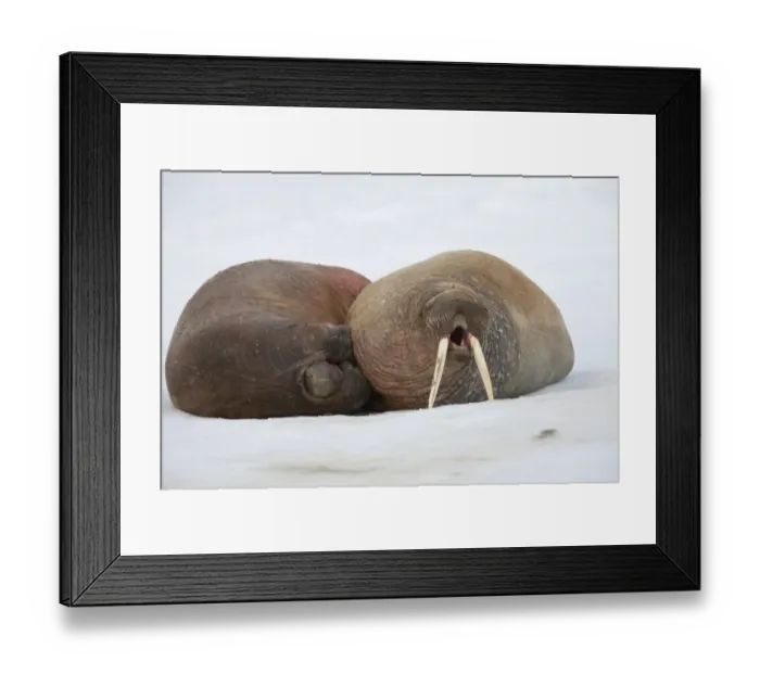 Framed Print : Atlantic Walrus (Odobenus rosmarus rosmarus) two adults, yawning, resting on ice floe, Spitsbergen, Svalbard, august Framed Print : Atlantic Walrus (Odobenus rosmarus rosmarus) two adults, yawning, resting on ice floe, Spitsbergen, Svalbard, august