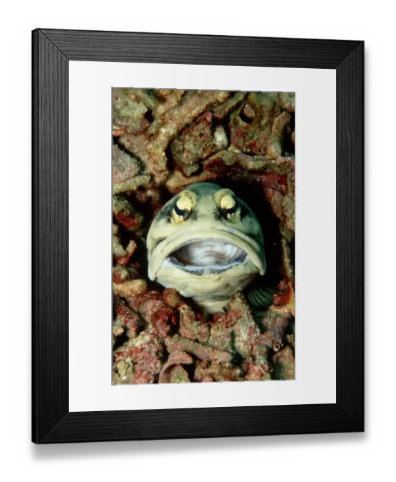 Framed Print : Jawfish Framed Print : Jawfish
