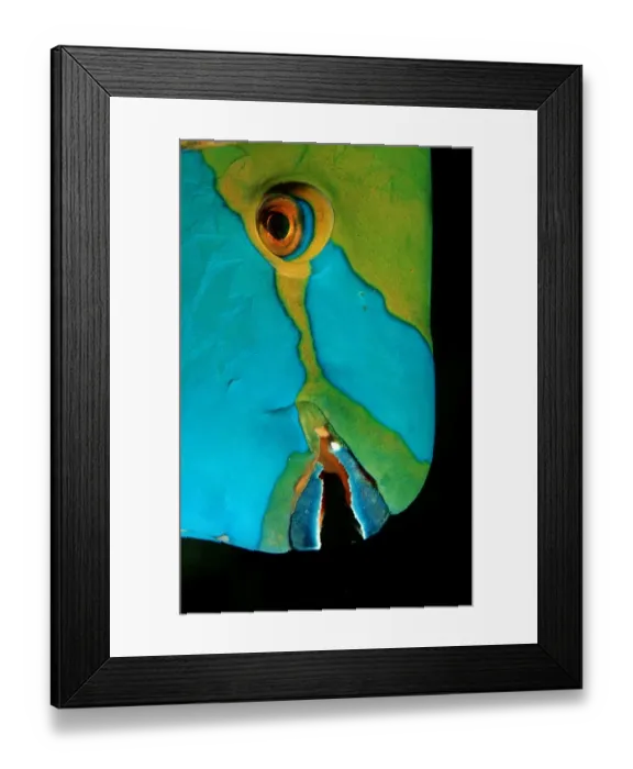 Framed Print : Greenthroat parrotfish Framed Print : Greenthroat parrotfish