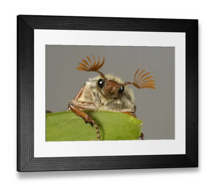 Framed Print : Head and antennae of an adult cockchafer (Melolontha melolontha) or may-bug on a leaf Framed Print : Head and antennae of an adult cockchafer (Melolontha melolontha) or may-bug on a leaf