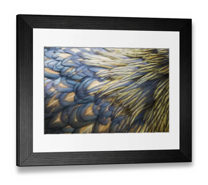 Framed Print : Domestic Chicken, Gold-laced Orpington, freerange hen, close-up of feathers, Essex, England, august Framed Print : Domestic Chicken, Gold-laced Orpington, freerange hen, close-up of feathers, Essex, England, august