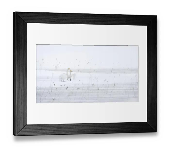 Framed Print : Whooper Swan (Cygnus cygnus) adult pair, displaying on frozen lake with snow, Sweden, winter Framed Print : Whooper Swan (Cygnus cygnus) adult pair, displaying on frozen lake with snow, Sweden, winter