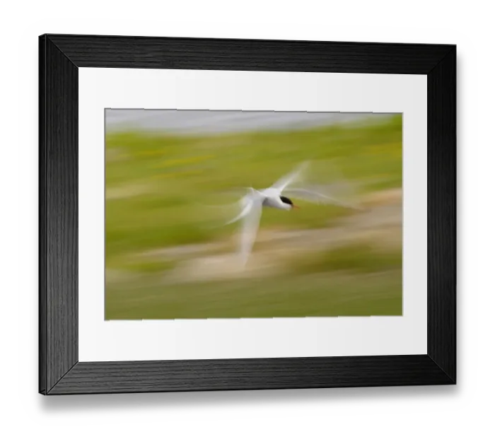 Framed Print : Arctic Tern (Sterna paradisea) adult, in flight, blurred movement, North Uist, Outer Hebrides, Scotland Framed Print : Arctic Tern (Sterna paradisea) adult, in flight, blurred movement, North Uist, Outer Hebrides, Scotland