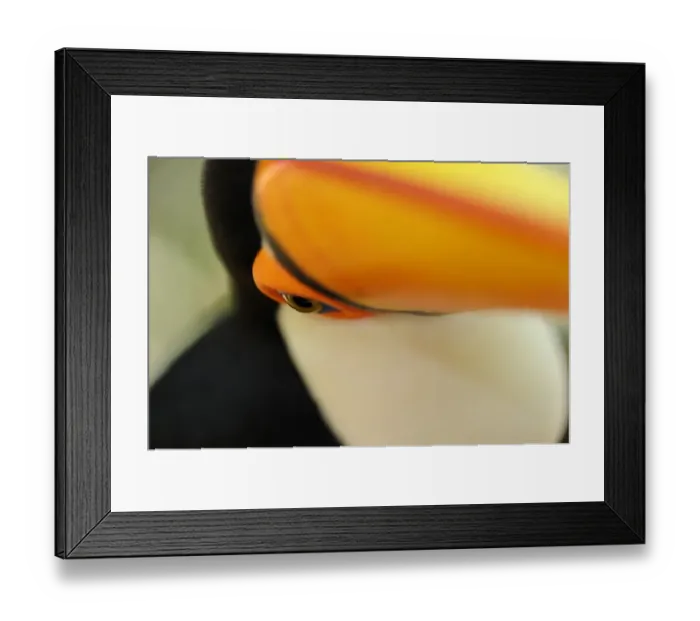 Framed Print : Toco Toucan (Ramphastos toco) adult, close-up of face and beak, Brazil, captive