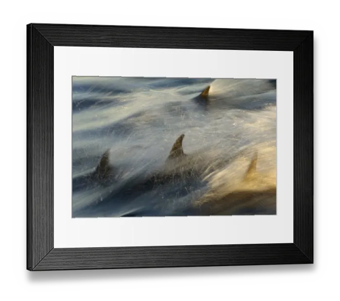 Framed Print : Long-beaked Common Dolphin (Delphinus capenisis) adults, porpoising, blurred movement, Sea of Cortez, Mexico Framed Print : Long-beaked Common Dolphin (Delphinus capenisis) adults, porpoising, blurred movement, Sea of Cortez, Mexico