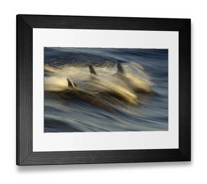 Framed Print : Long-beaked Common Dolphin (Delphinus capenisis) adults, porpoising, blurred movement, Sea of Cortez, Mexico