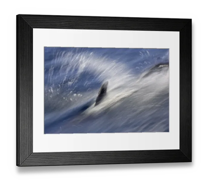 Framed Print : Long-beaked Common Dolphin (Delphinus capenisis) adult, porpoising, blurred movement, Sea of Cortez, Mexico Framed Print : Long-beaked Common Dolphin (Delphinus capenisis) adult, porpoising, blurred movement, Sea of Cortez, Mexico