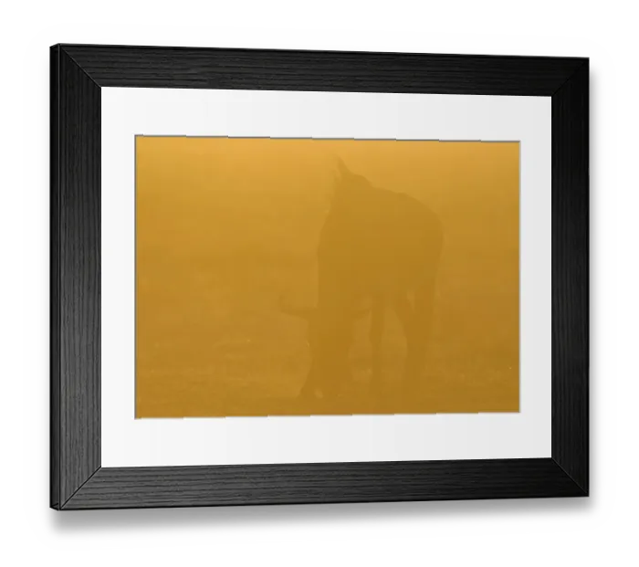 Framed Print : Blue Wildebeest (Connochaetus taurinus) adult, grazing, backlit in glow at sunset, Etosha N. P. Kunene, Namibia