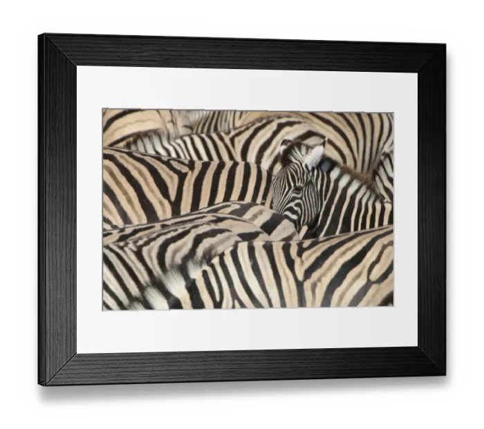 Framed Print : Burchells Zebra (Equus quagga burchellii) young, lifting head amongst herd at waterhole, Etosha N. P. Kunene, Namibia Framed Print : Burchells Zebra (Equus quagga burchellii) young, lifting head amongst herd at waterhole, Etosha N. P. Kunene, Namibia