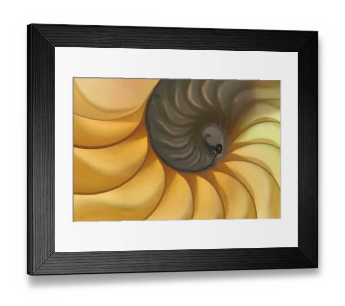 Framed Print : Chambered Nautilus (Nautilus pompilius) cross section of shell showing chambers Framed Print : Chambered Nautilus (Nautilus pompilius) cross section of shell showing chambers