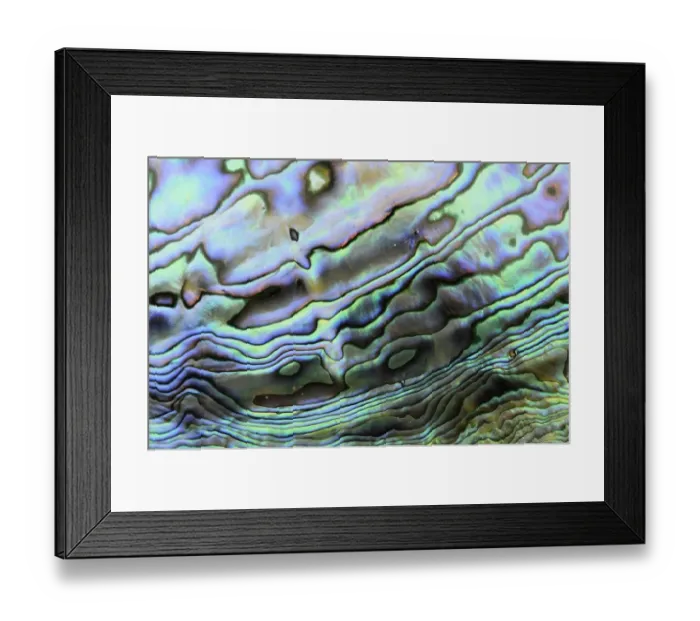 Framed Print : Paua (Haliotis iris) interior layer of shell, close-up of iridescent nacre or mother of pearl Framed Print : Paua (Haliotis iris) interior layer of shell, close-up of iridescent nacre or mother of pearl