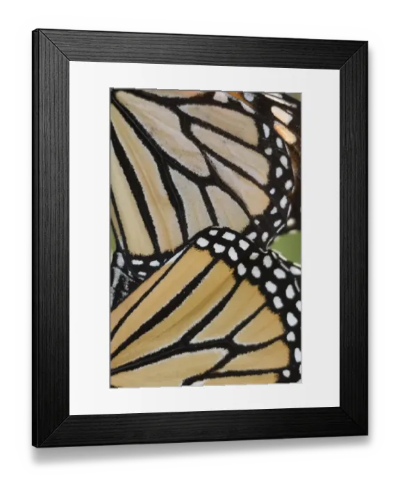 Framed Print : Monarch Butterfly (Danaus plexippus) adult pair, mating, close-up of wings, Cape May, New Jersey, U. S. A. october Framed Print : Monarch Butterfly (Danaus plexippus) adult pair, mating, close-up of wings, Cape May, New Jersey, U. S. A. october