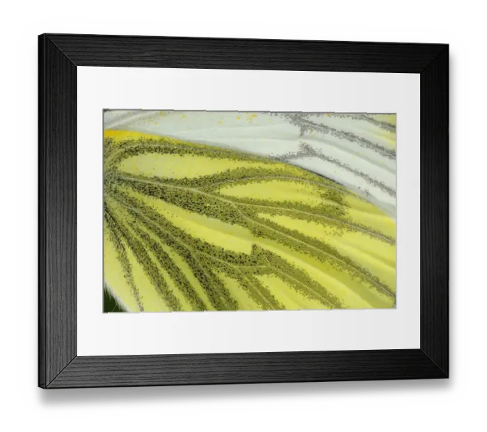 Framed Print : Green-veined White (Pieris napi) adult, close-up of wing underside, Oxfordshire, England Framed Print : Green-veined White (Pieris napi) adult, close-up of wing underside, Oxfordshire, England