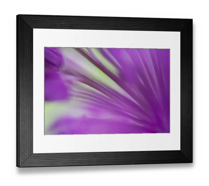 Framed Print : Ornamental Onion (Allium hollandicum) Purple Sensation, close-up of flower, in garden, Dorset, England, may Framed Print : Ornamental Onion (Allium hollandicum) Purple Sensation, close-up of flower, in garden, Dorset, England, may