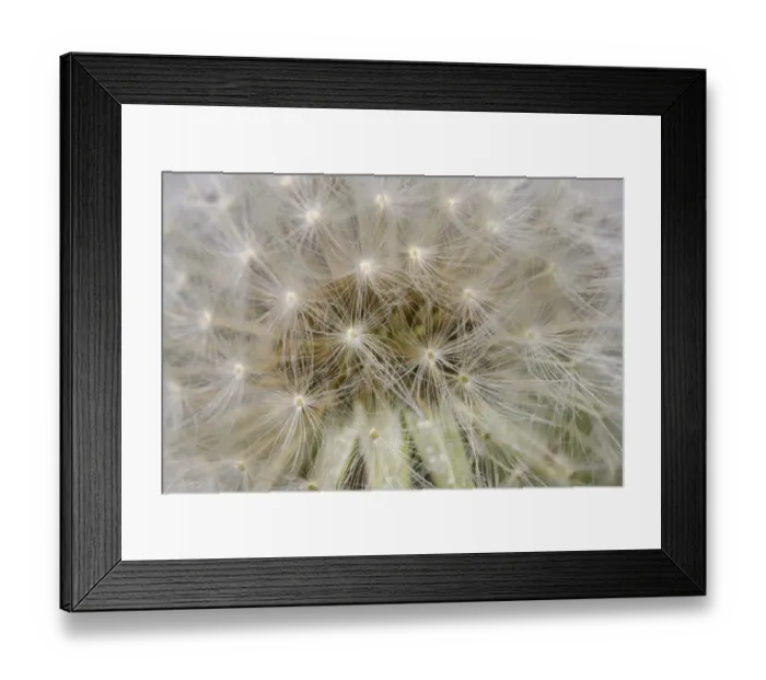 Framed Print : Common Dandelion (Taraxacum officinalis) close-up of seedhead, Dorset, England, april Framed Print : Common Dandelion (Taraxacum officinalis) close-up of seedhead, Dorset, England, april