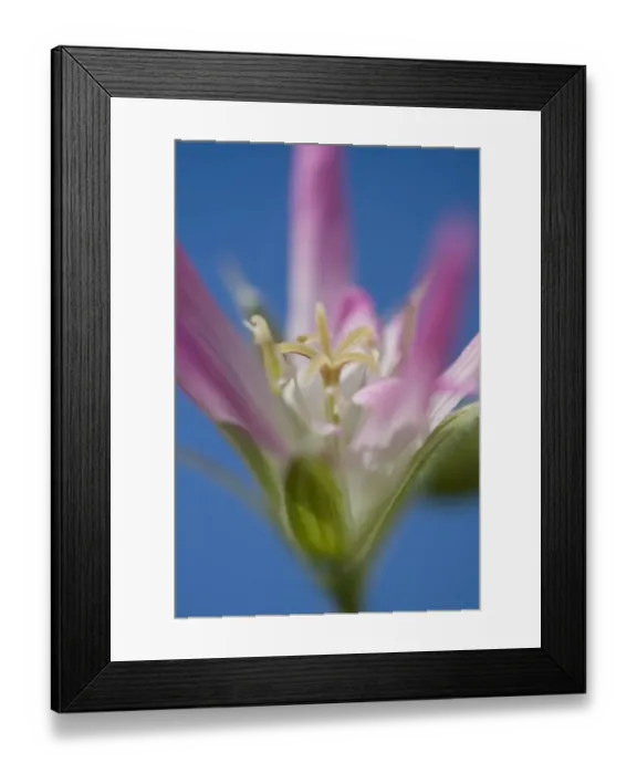 Framed Print : Garden Hybrid Geranium (Geranium x oxonianum) Sherwood close-up of flower, Dorset, England, june