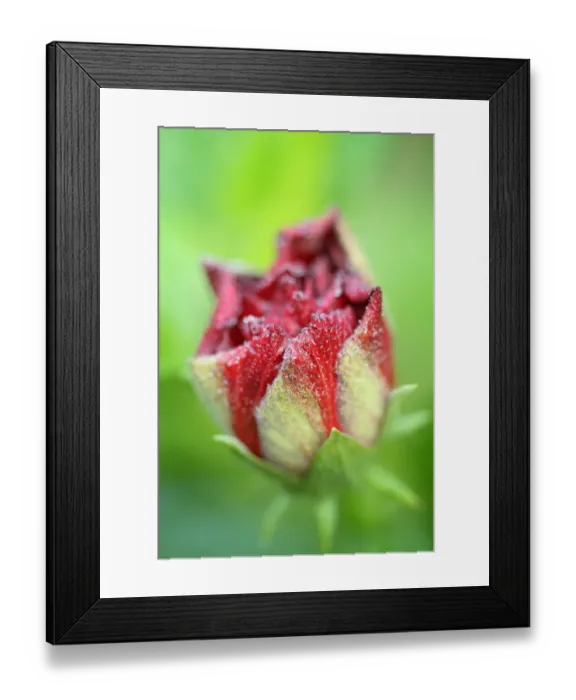 Framed Print : Hibiscus (Hibiscus sp. ) dewdrops on flowerbud Framed Print : Hibiscus (Hibiscus sp. ) dewdrops on flowerbud