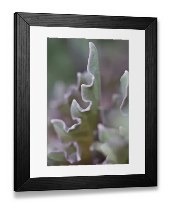 Framed Print : Sea Kale (Crambe maritima) close-up of leaf, growing on shingle beach, Ringstead, Dorset, England, april Framed Print : Sea Kale (Crambe maritima) close-up of leaf, growing on shingle beach, Ringstead, Dorset, England, april
